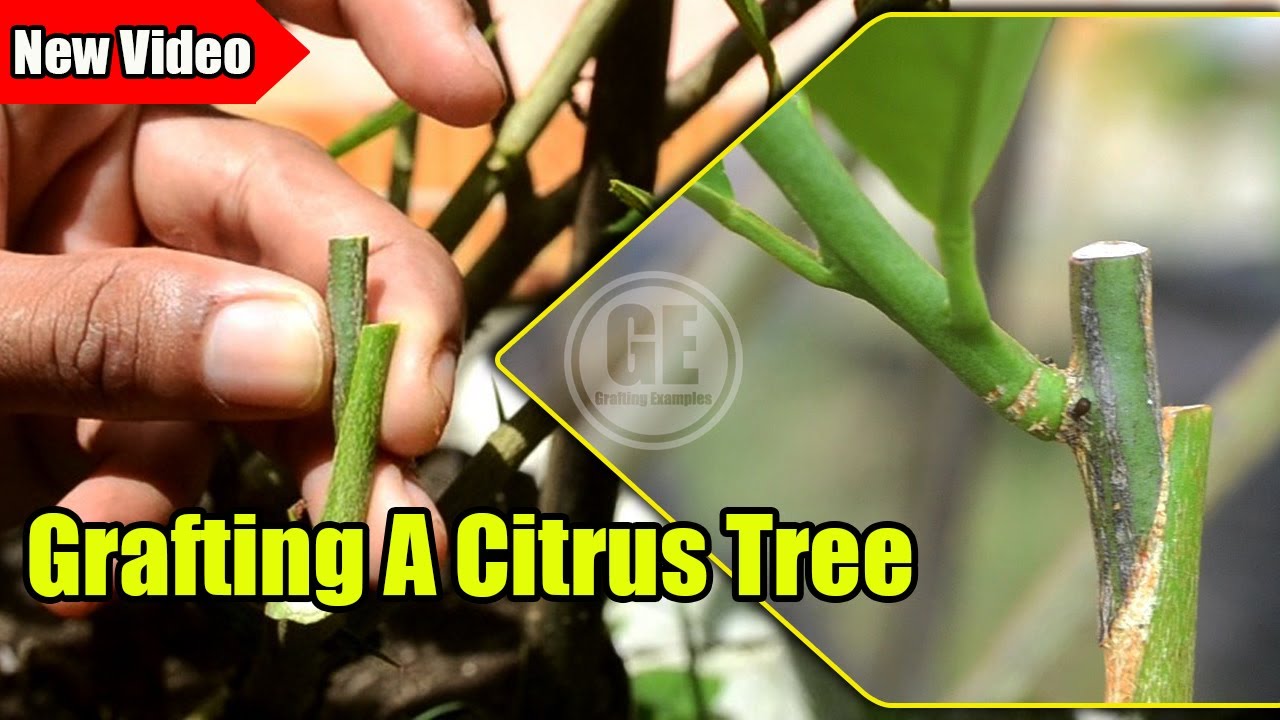 Grafting A Citrus Fruit tree