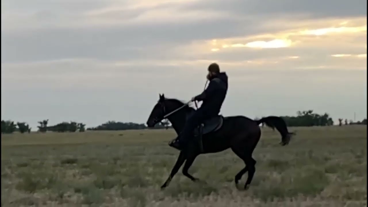 Что значит иноходь у лошади и можно переучить лошадь