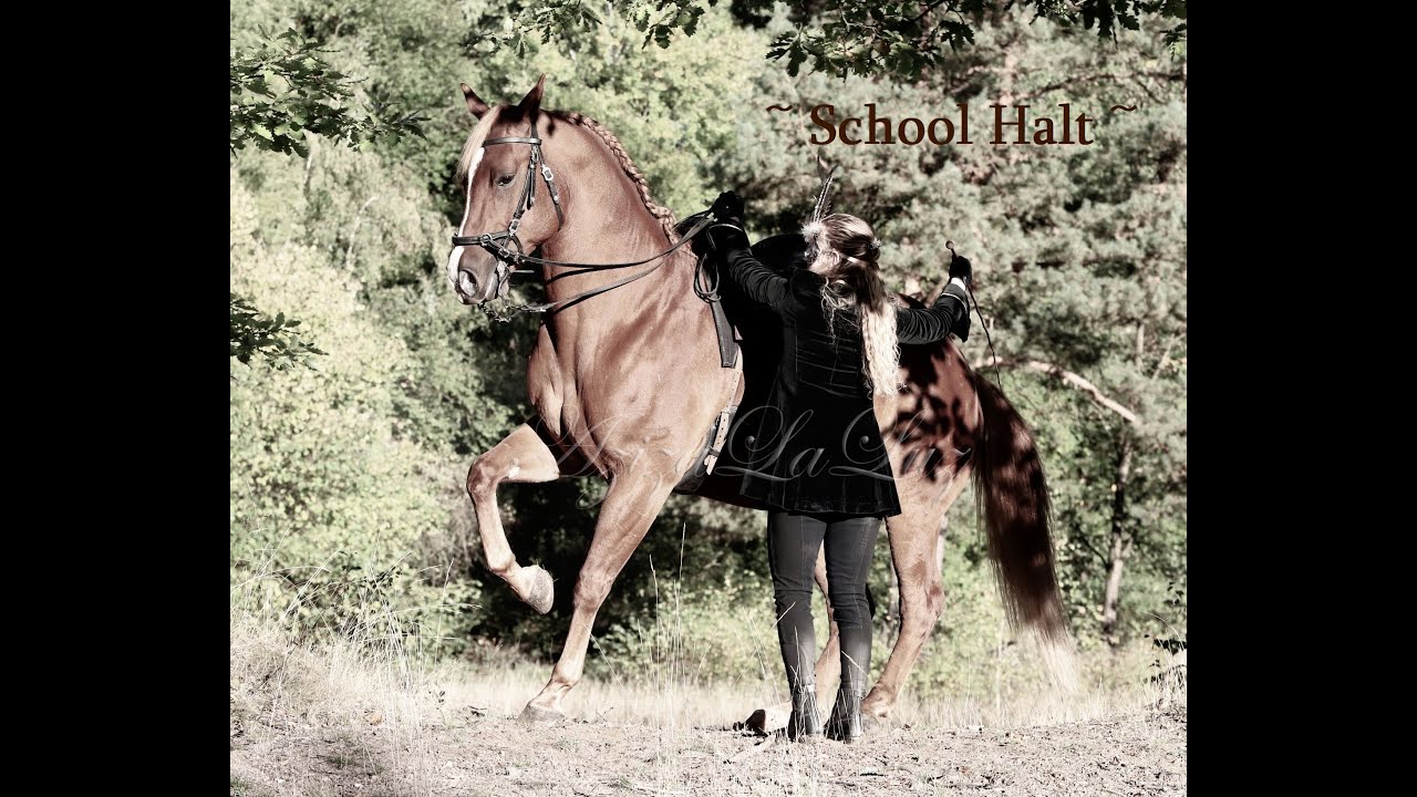 SCHOOL HALT - First steps and tips for advanced horses