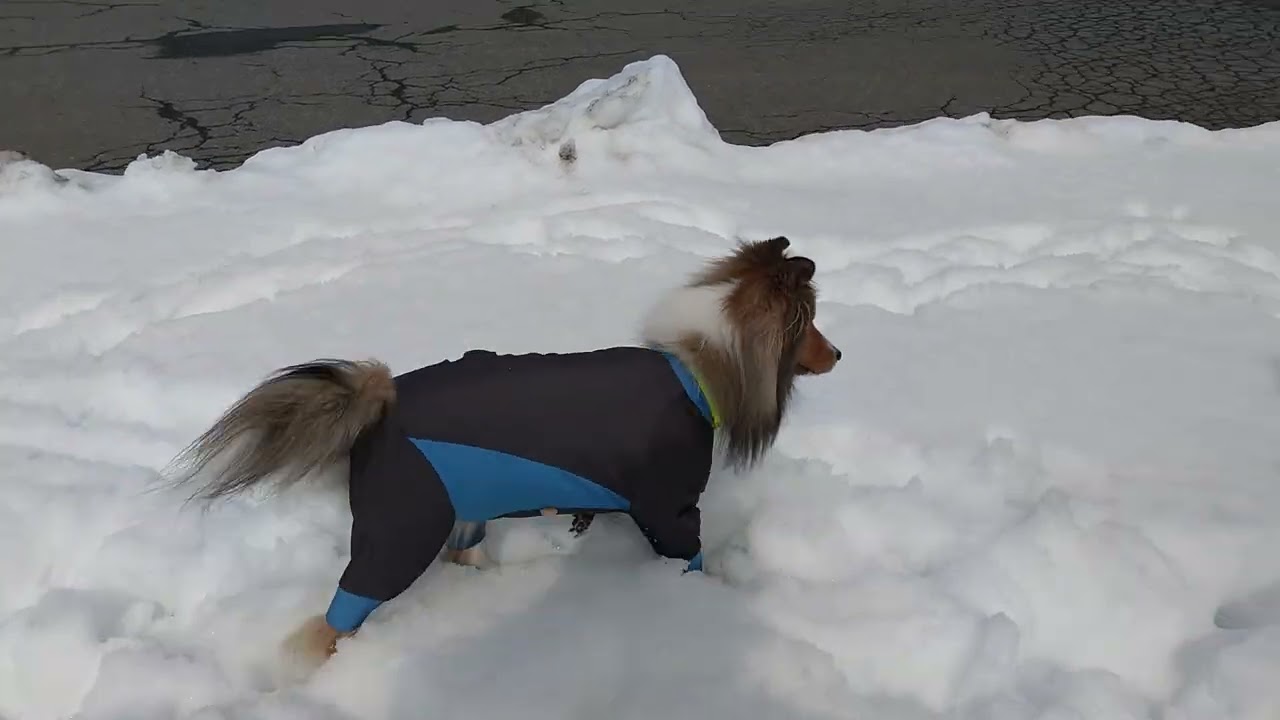 2025/2/12雪遊び１