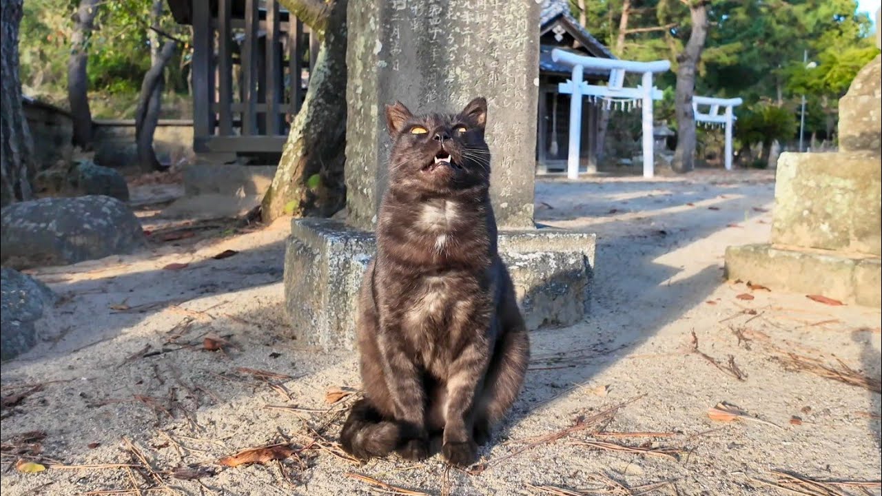 Черный кот из храма пришел поприветствовать меня у ворот тории.