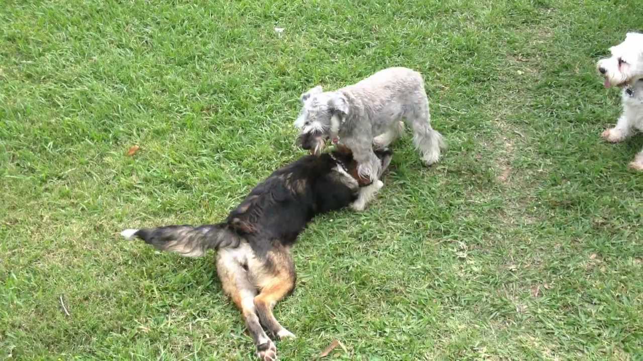 Lost Shepherd Mix playing with Schnauzers