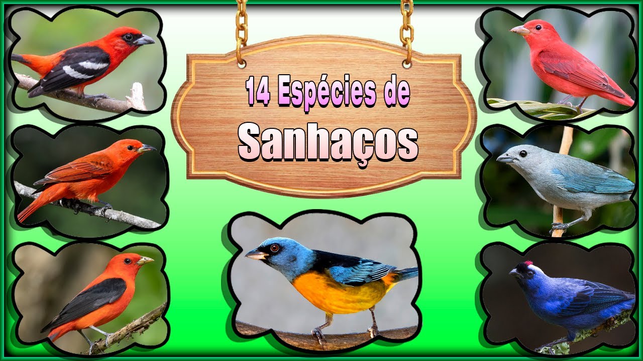 14 ESPÉCIES DE SANHAÇOS - Seus Cantos, Suas Características, Seus Hábitos