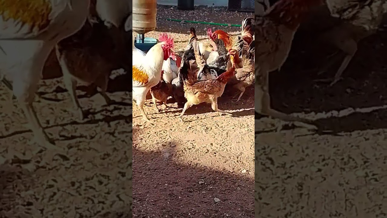 تكملة تجربة علف مجاني جديد للدجاج 