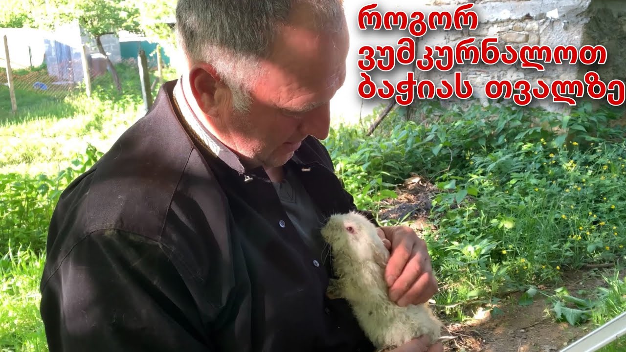 დაშვებული შეცდომები, როგორ ვუმკურნალოთ ბაჭიას თვალზე 🐇
