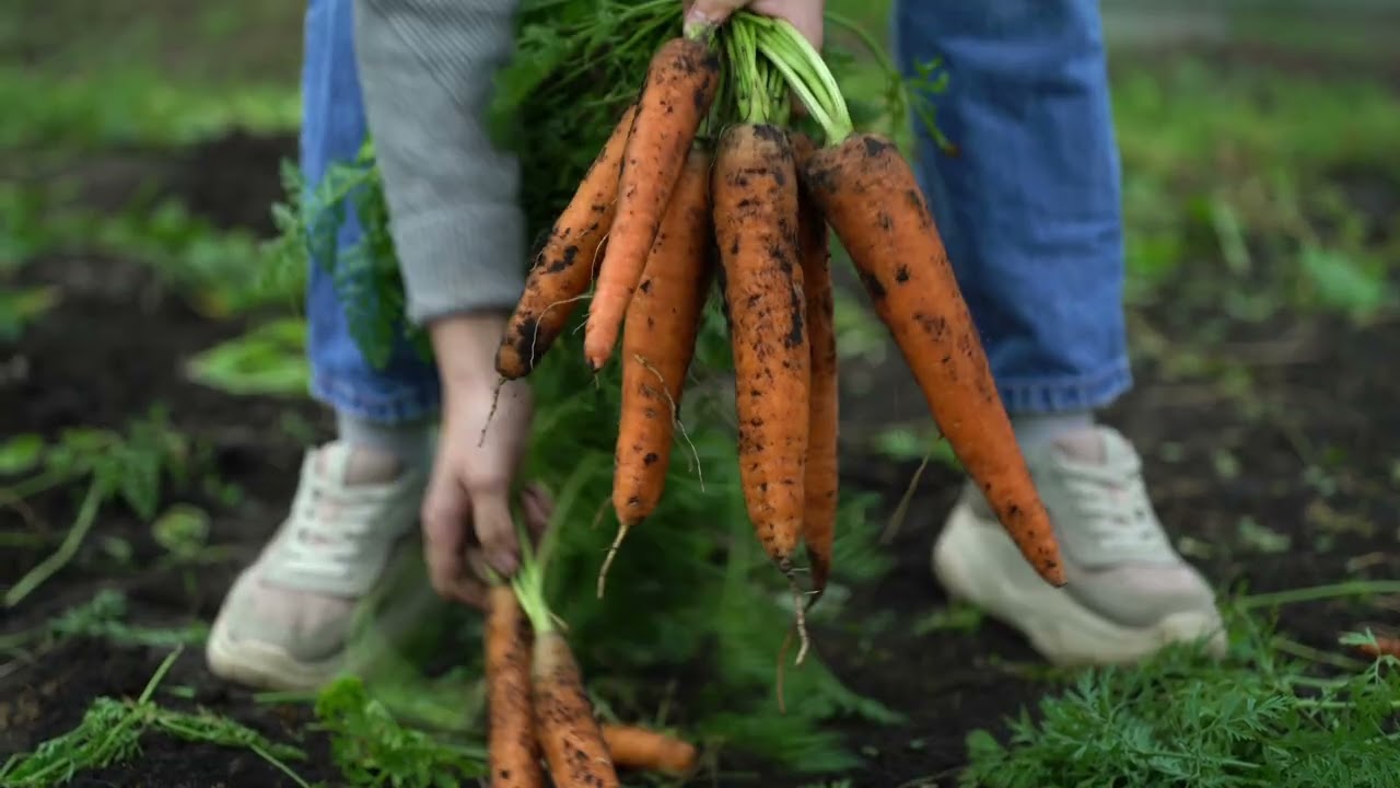 Potatoes, carrots, and radishes