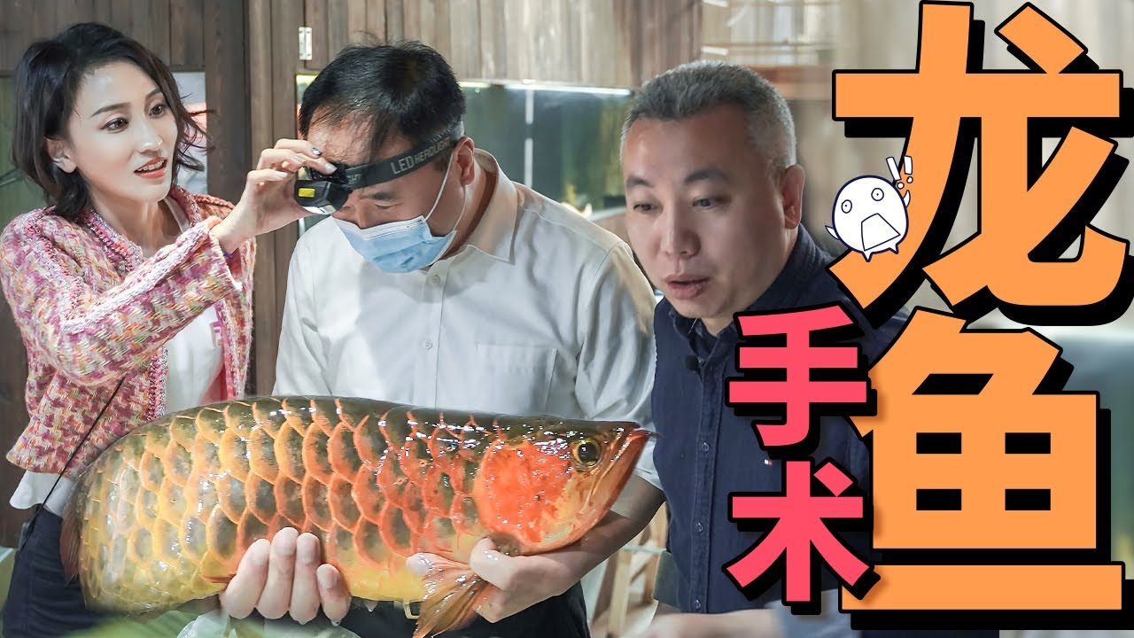 【洋房姐姐】給龍魚做手術？跟著洋房姐姐去看看這令人震驚的一幕吧