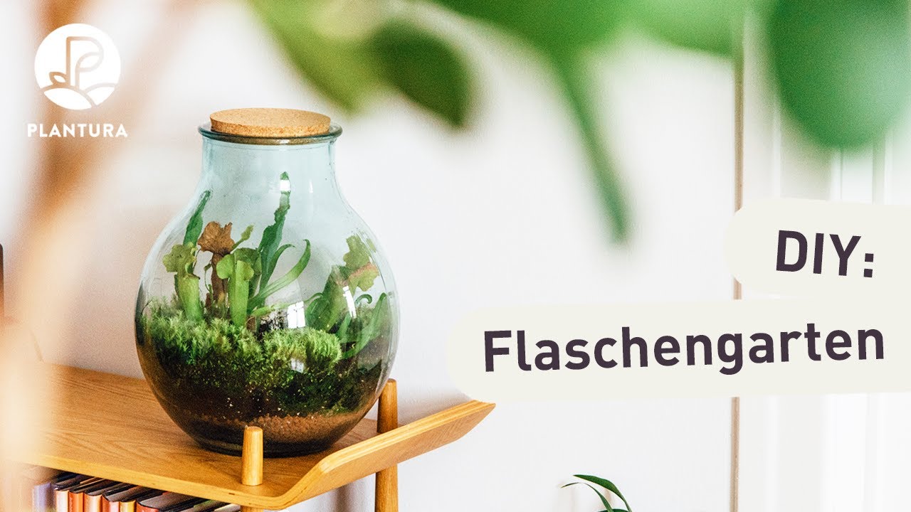 Ewiges Terrarium: Flaschengarten mit fleischfressenden Pflanzen selber machen