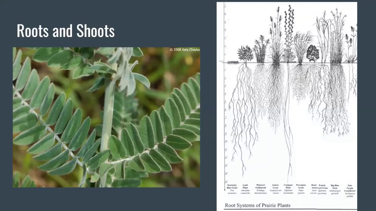 Lead Plant Botany Presentation