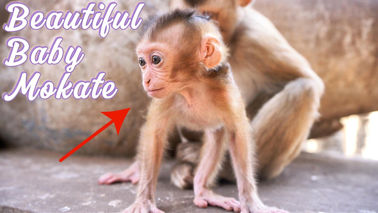 Adorable Baby Mokate Playing & Running  Mama Monkey Moka’s Beautiful Little Star