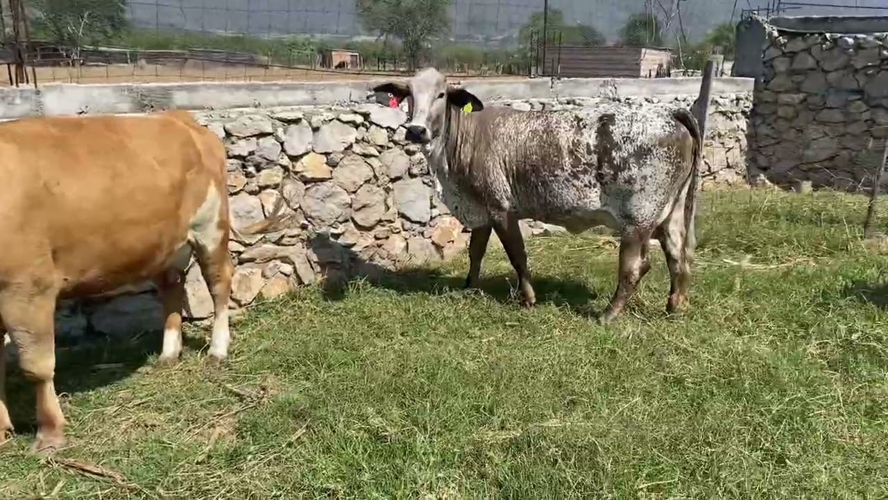 Qué es mejor, comprar las vacas o primero el bote de leche