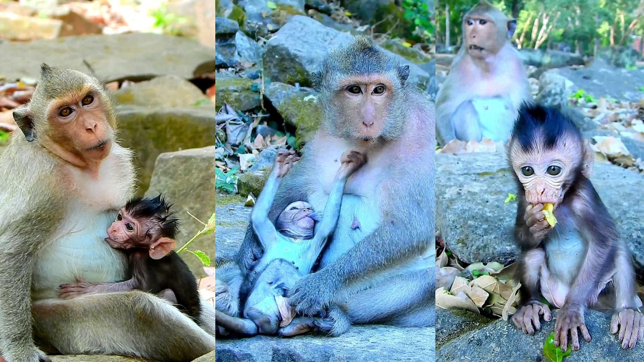 Adorable baby enjoys eating food fast and funny, Cute Boris tries drinking milk very funny, Lovely