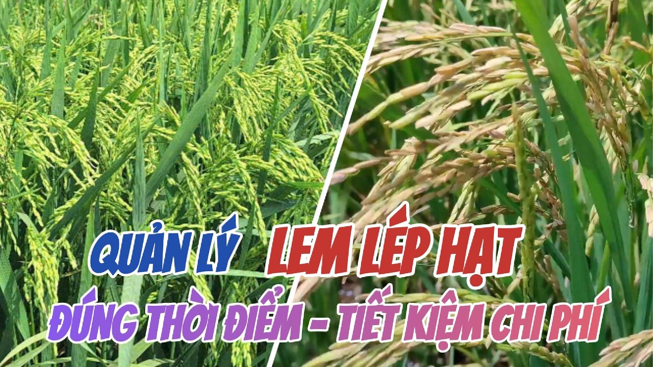 Quản lý lem lép hạt đúng thời điểm, tiết kiệm chi phí | Hai Lúa Vàng