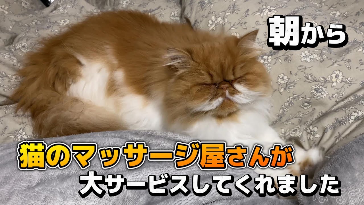 【猫】朝から猫のマッサージ屋さんが大サービスしてくれました（ふみふみ）#猫 #cat