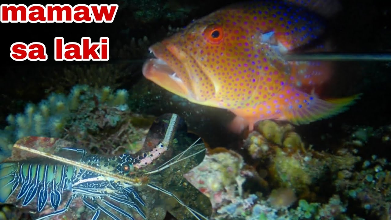 EP397 MAMAW SA LAKI NIGHT SPEARFISHING
