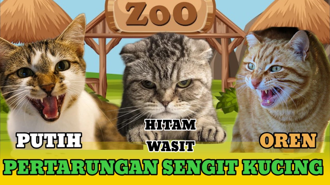 KUCING LUCU BERANTEM‼️KUCING ORANGE NGAMUK‼️GAK NYANGKA‼️AWALNYA DIEM, TIBA-TIBA KUCING BERANTEM GIL