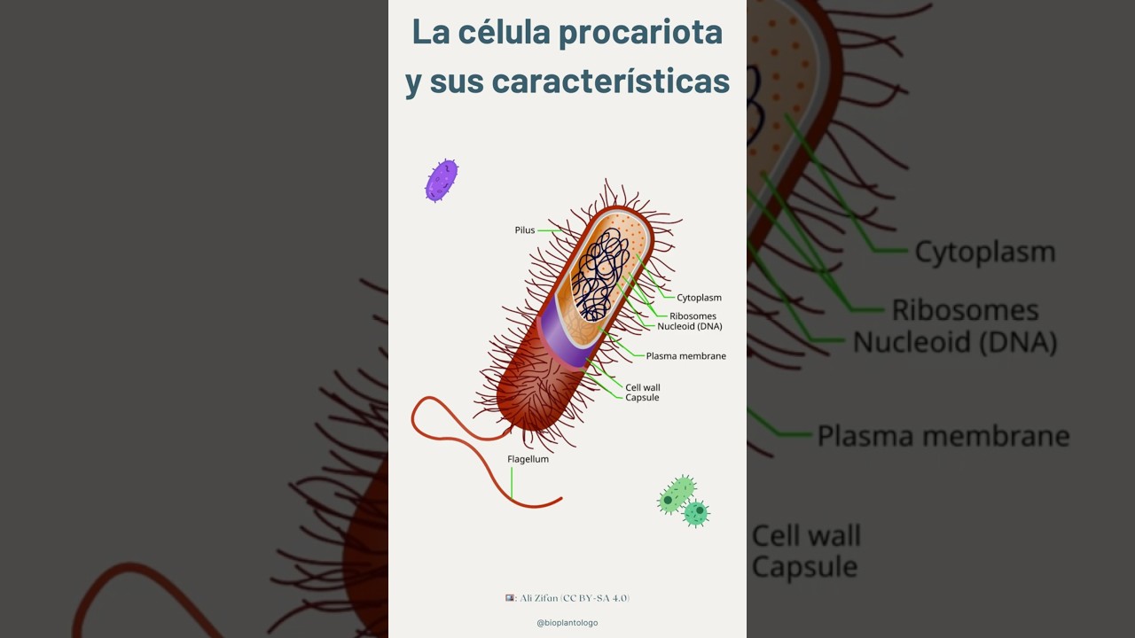 La célula procariota y sus características 🔬🦠