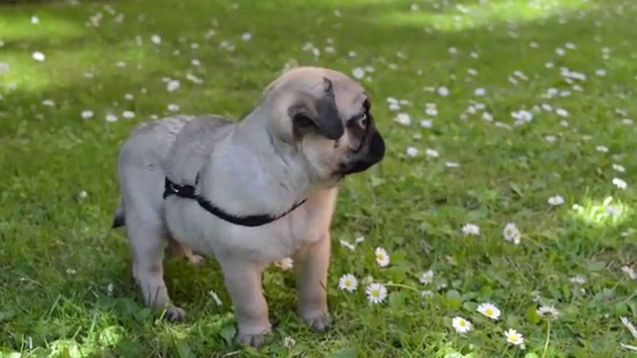 PUG - Thor's first day