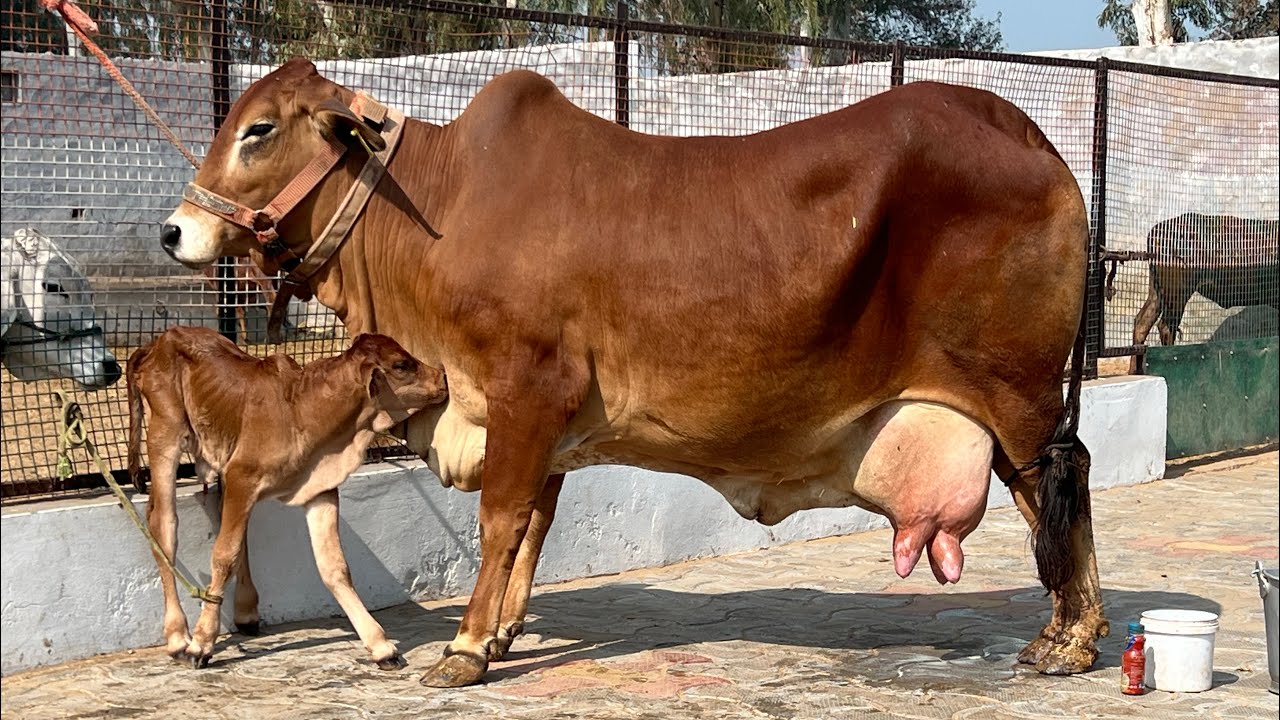 शुद्ध साहीवाल Bloodline👉 2013 Born | 6th Lactation👉 इतना पुराना Blood आज भी ज़िंदा