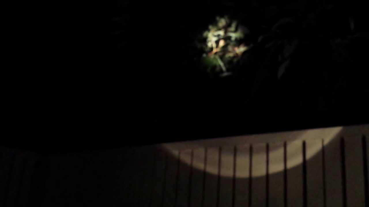 Weird noises of Brushtail Possum in Brisbane