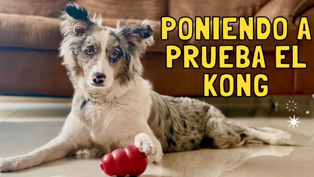 Uso del kong para perros 2021