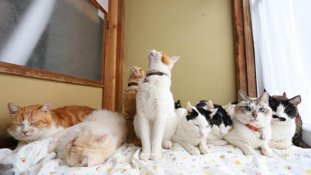 10匹のねこ 220307