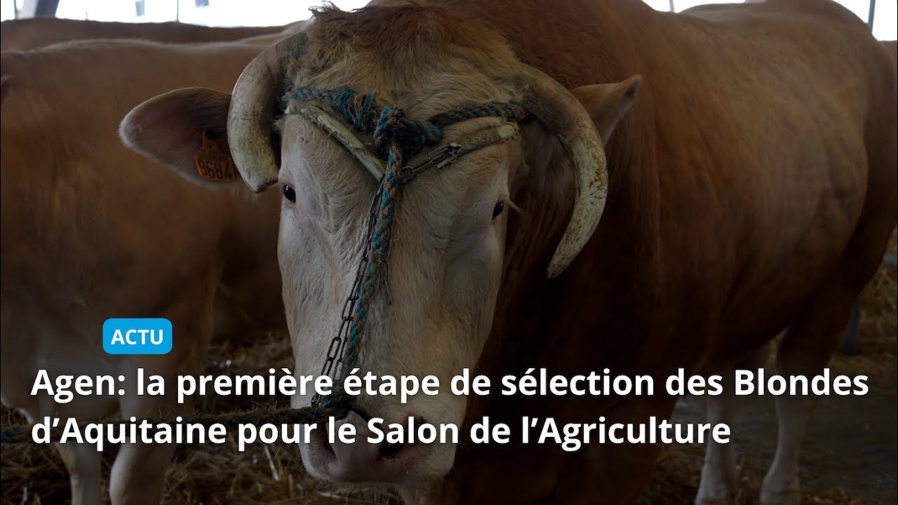 Agen: la première étape de sélection des Blondes d’Aquitaine pour le Salon de l’Agriculture