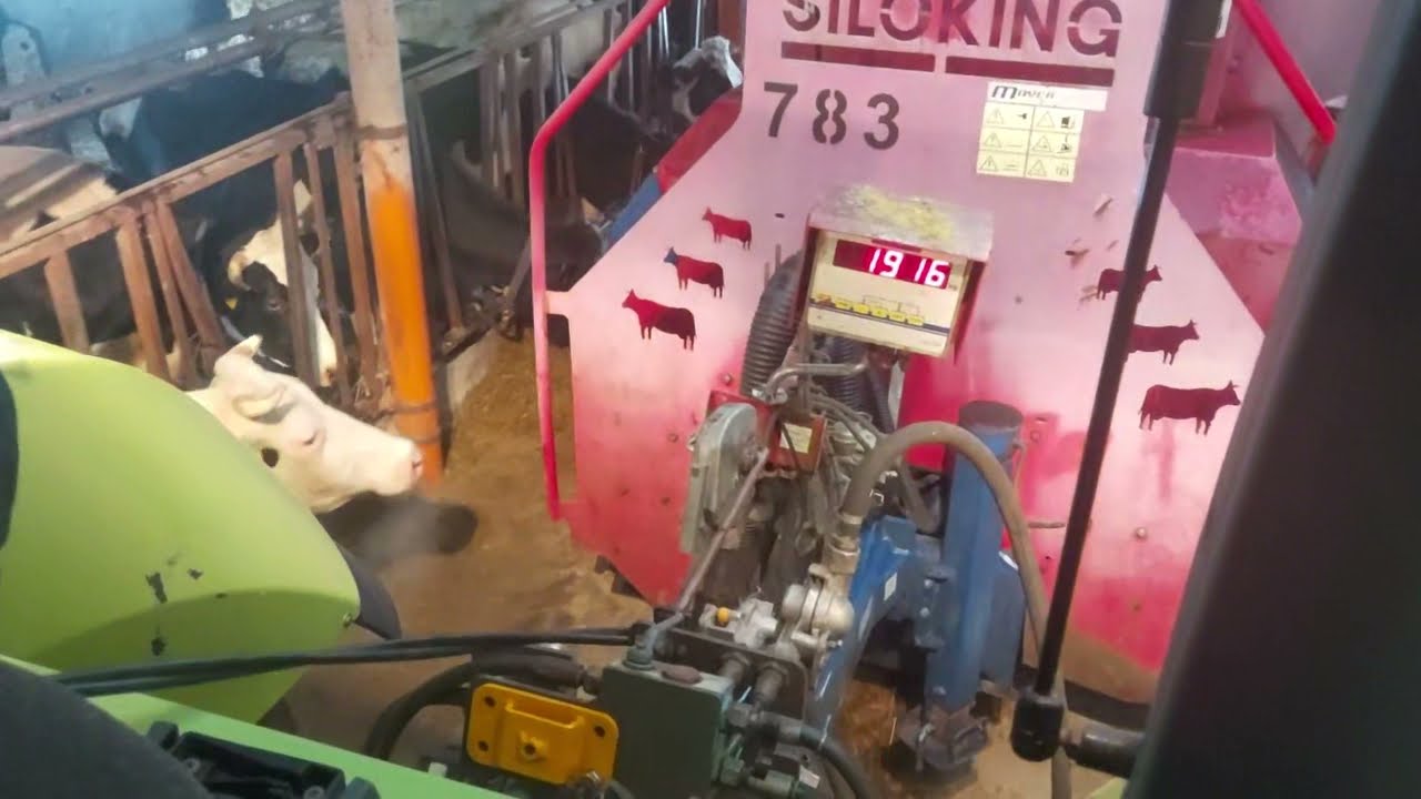 Rozdawanie paszy CLAAS AXION 820  I w&oacute;z paszowy SANO 14m3