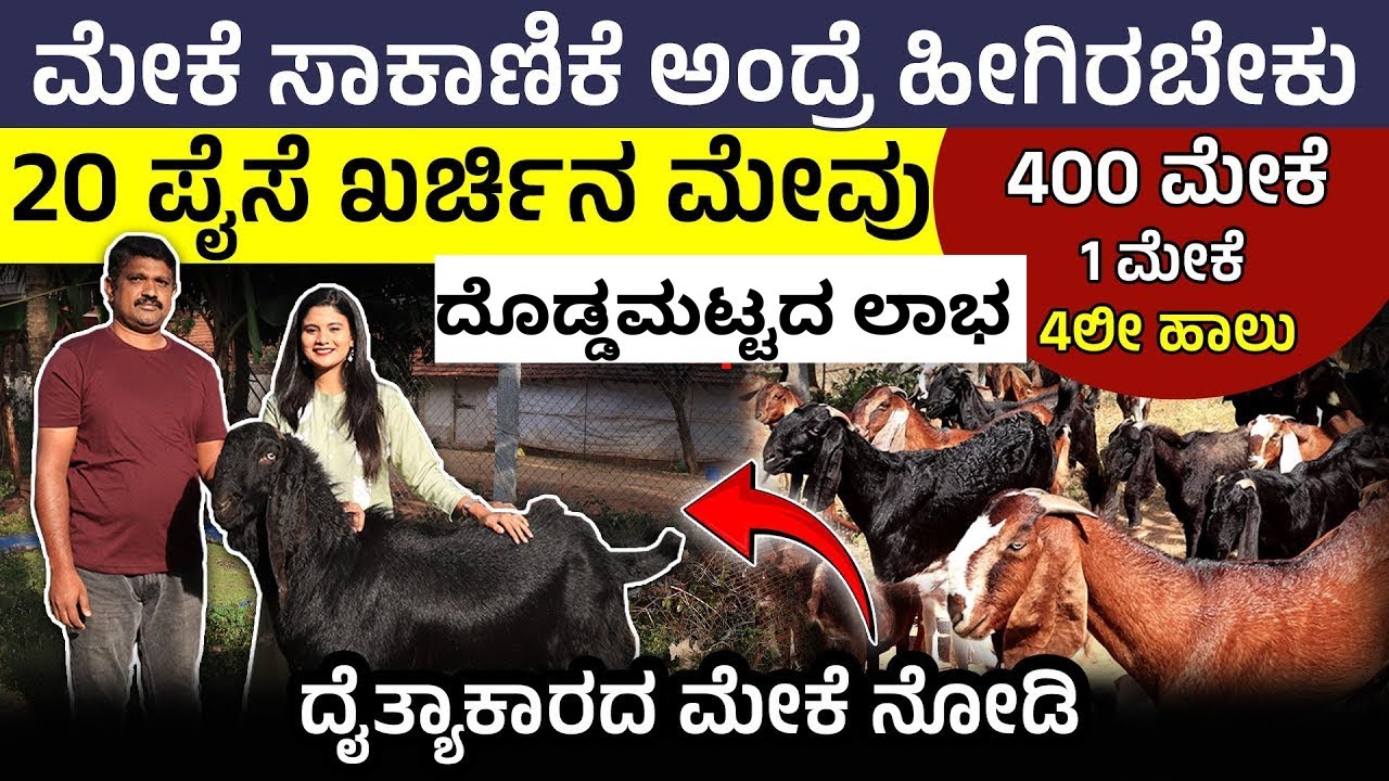 ಬೀಟಲ್ ತಳಿಯ ಮೇಕೆ ಸಾಕುವುದು ಹೇಗೆ? |ಬೀಟಲ್ ಮೇಕೆಯಿಂದ ಹೆಚ್ಚು ಹಾಲು ಮತ್ತು ಲಾಭ ಸಿಗುತ್ತದೆಯಾ?Beetal Goat Farming
