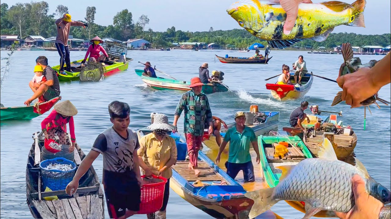 Suối Tượng Hồ Trị An Mùa Nước Dâng║Cá Hoàng Đế,Cá Lăng,Cá Dinh Về Đầy Bến.