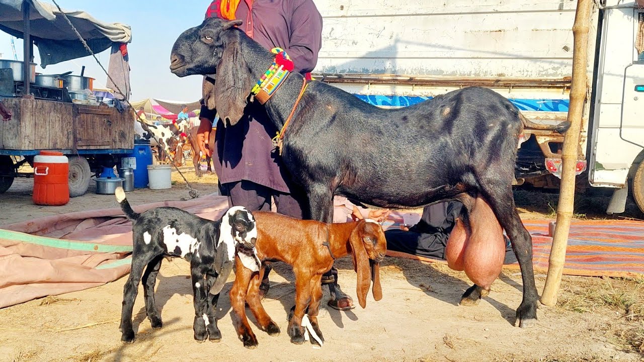 24 February 2026 Live Sahiwal Bakra Mandi Top Class Beetal Milking Goats With Kids-Breeders-qurbanii