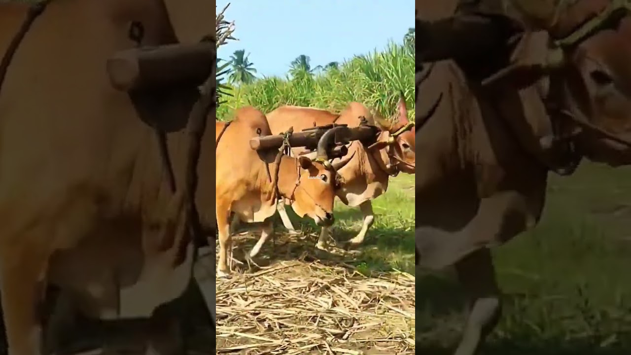 bullock cart | bullock cart ride | bullock cart race | bullock cart videos | farm animals | cow