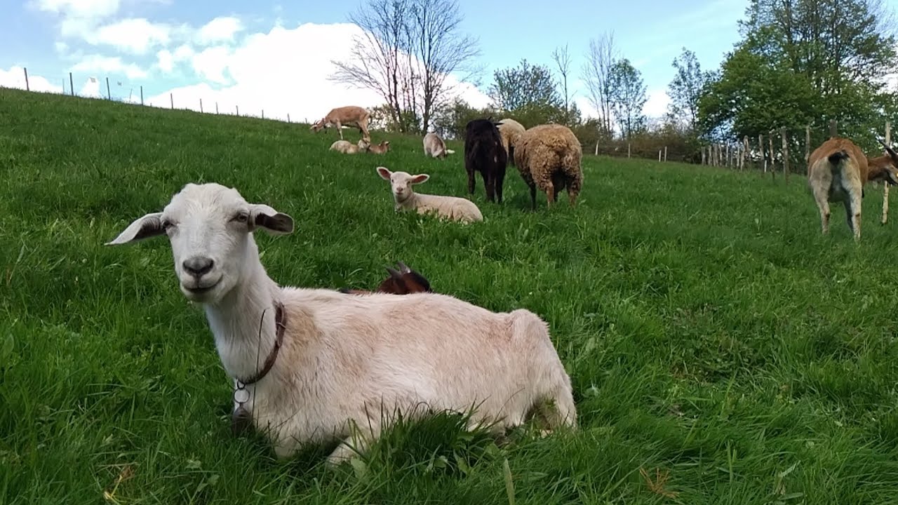 Konečne sme vyhnali ovečky a kozičky na pašu !!!