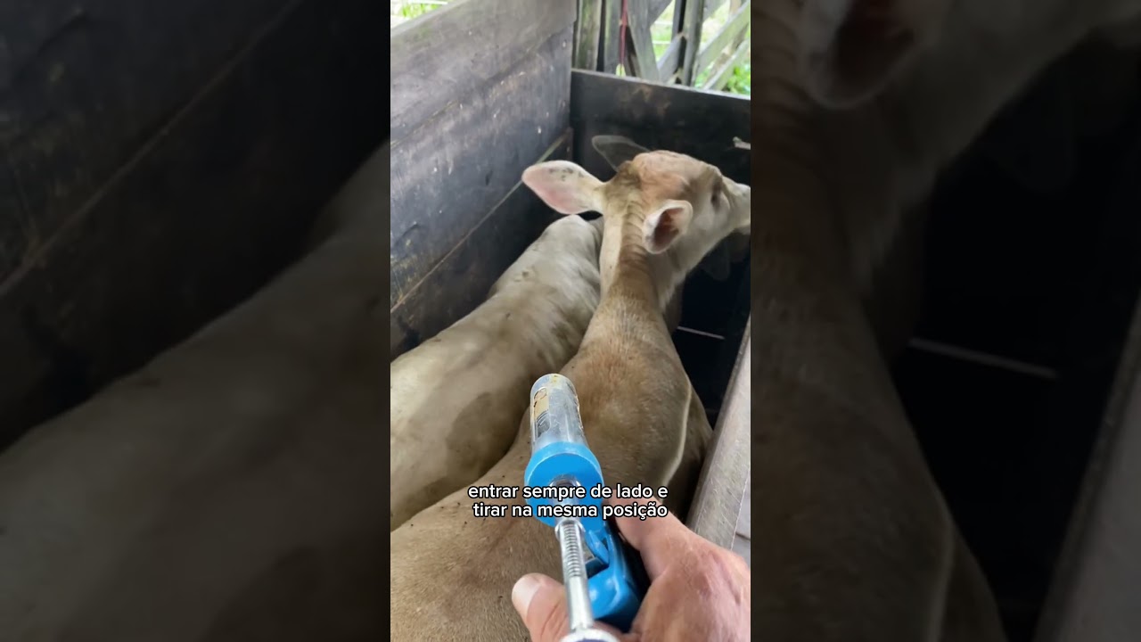 MANEIRA CORRETA DE VACINAR GADO! #gado #roça #vacina #agro #fazenda #viral #educational #boi #viral