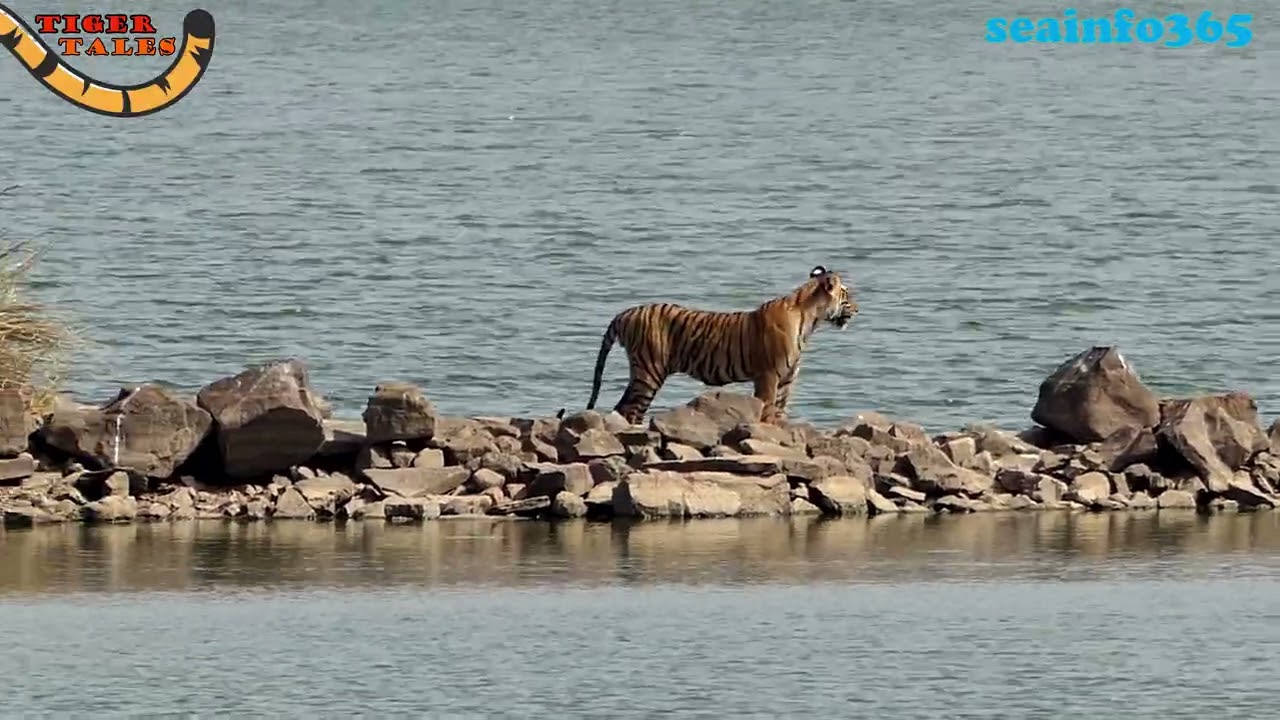 Tiger with cubs crossing the Rajbagh lake.