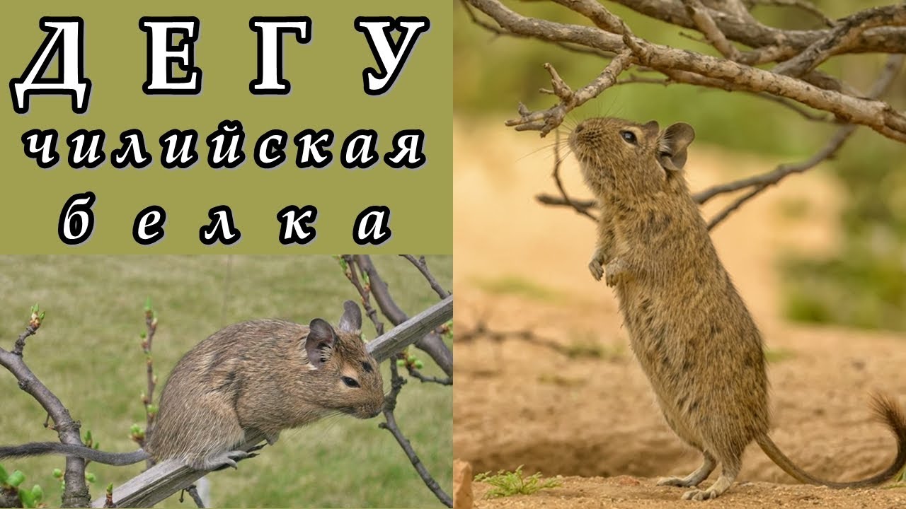 ДЕГУ - Чилийская белка