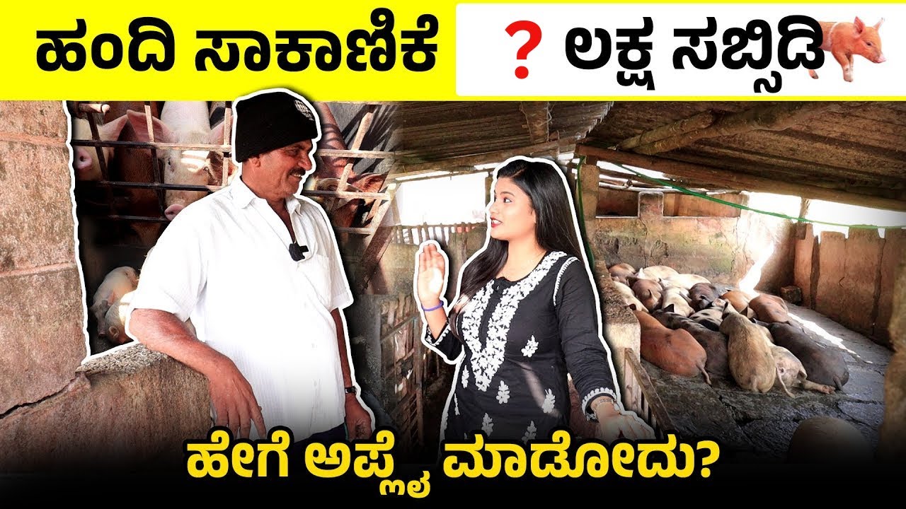 ಹಂದಿ ಸಾಕಾಣಿಕೆಗೆ ಸರ್ಕಾರದಿಂದ 60 ಲಕ್ಷ ಸಬ್ಸಿಡಿ | 60 Lakhs Subsidy for Pig Farming | Pig Farming Kannada