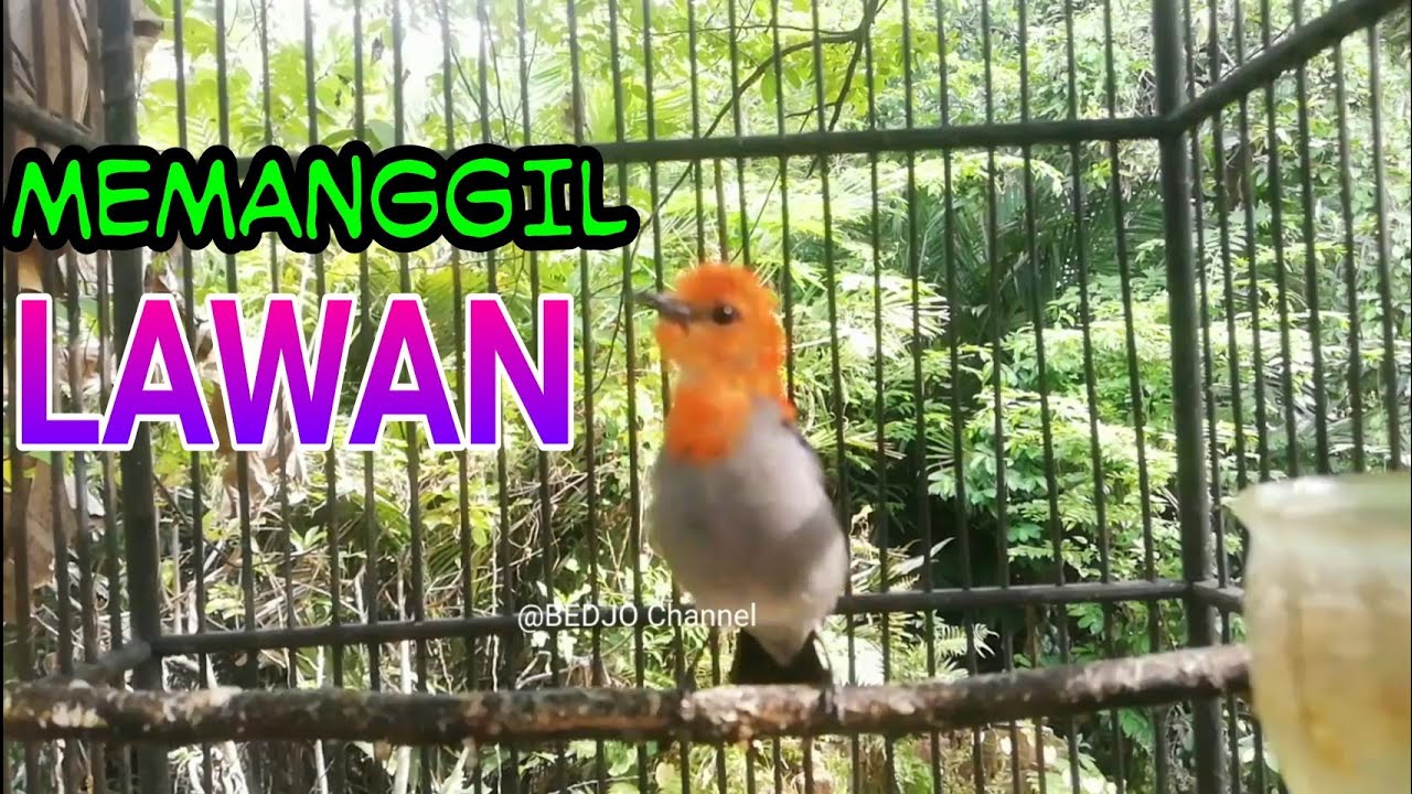 SEMUA CABE CABEAN PASTI NYAUT!!! Begitu dengar Suara Kemade ini, Pancingan kemade GACOR...