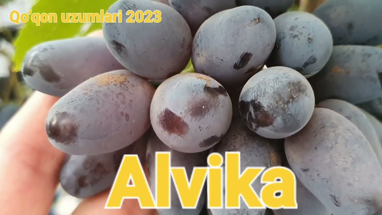 Alvika 2023