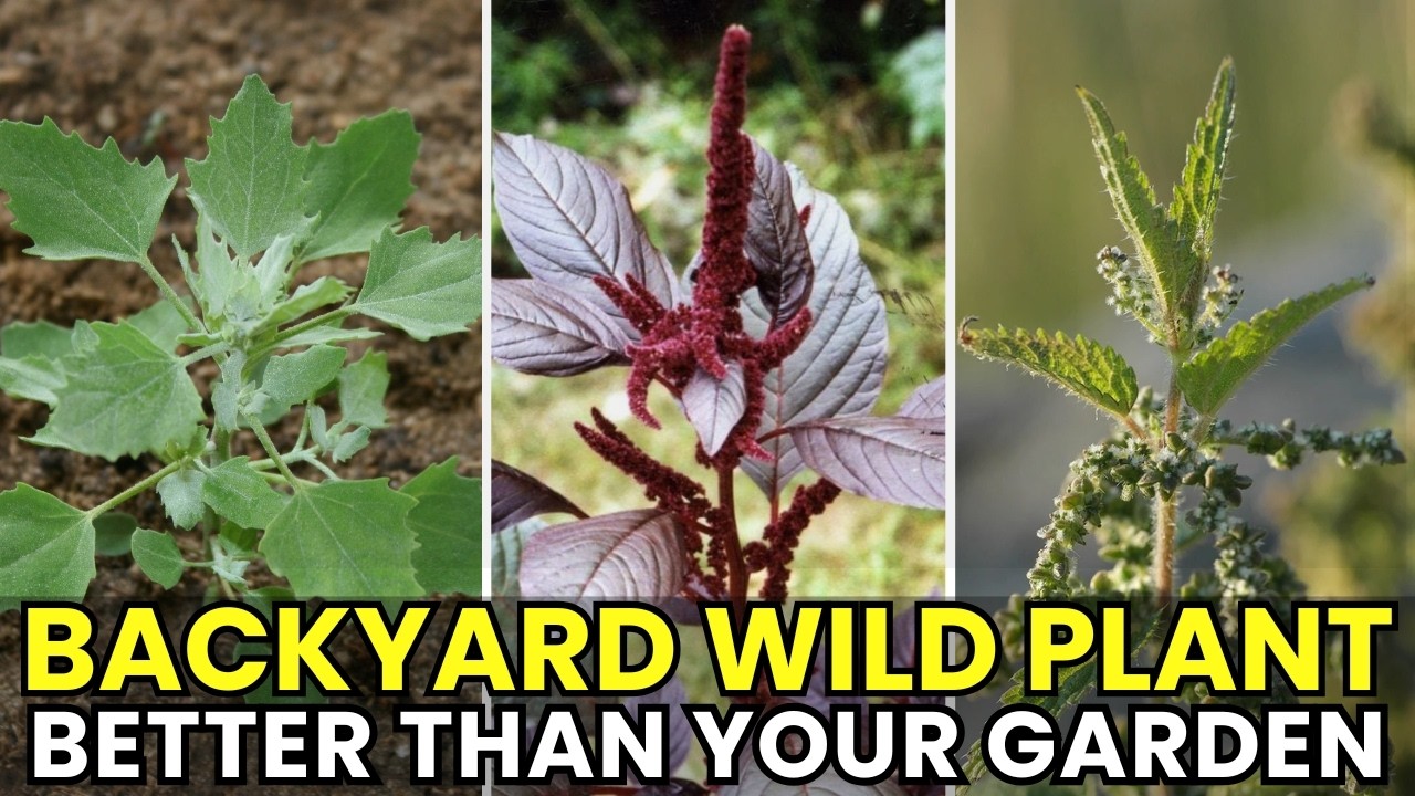 This Backyard “Wild Plant” Grows More Fresh Food Than Most Home Vegetable Gardens
