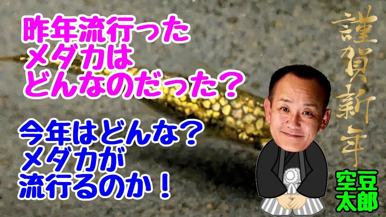 昨年流行ったメダカはどんなだった？そして今年流行るメダカはどんなのか？