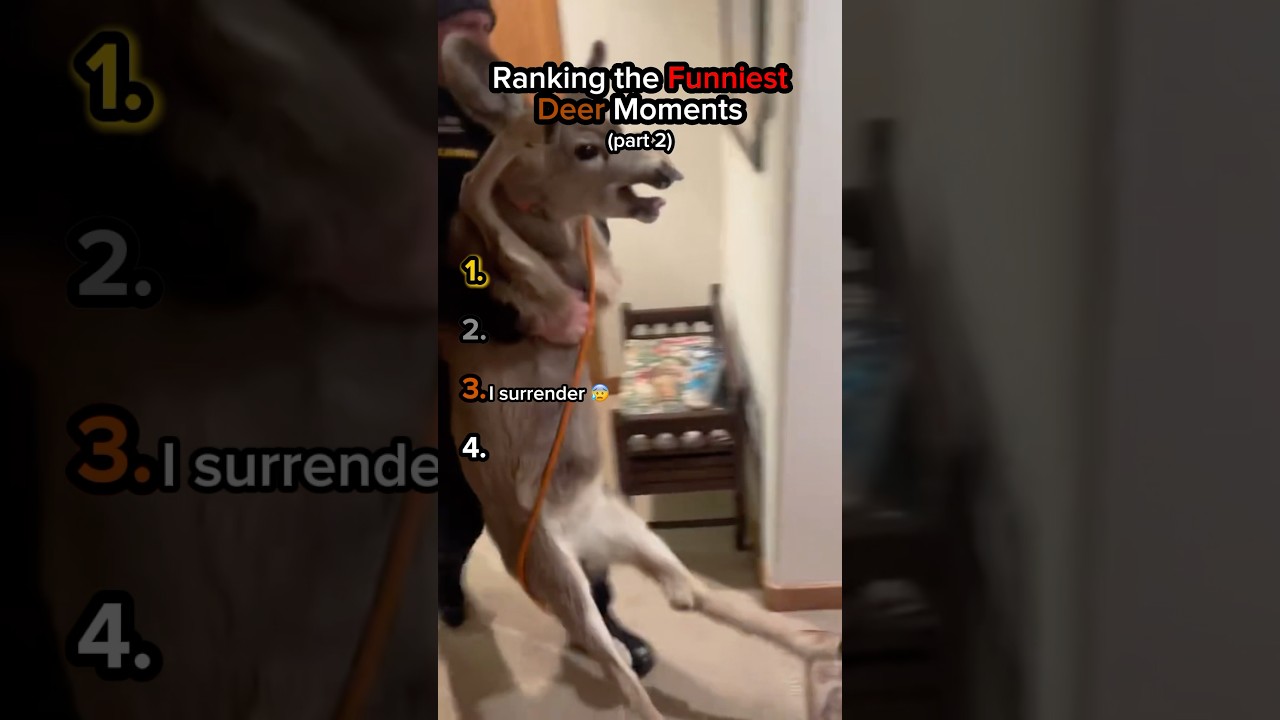 Ranking Funny Deer Moments💀(pt.2)