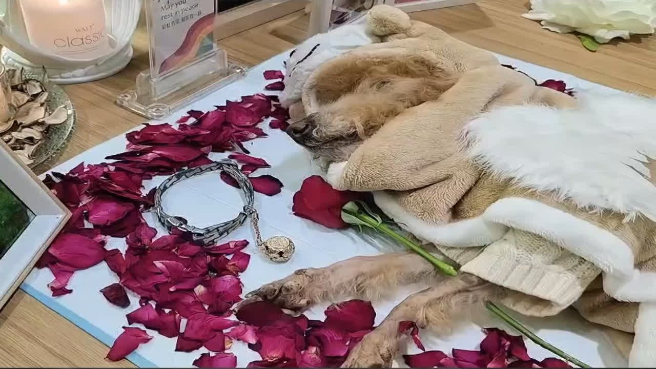 上海宠物火化殡葬|泰迪天使的善终记录