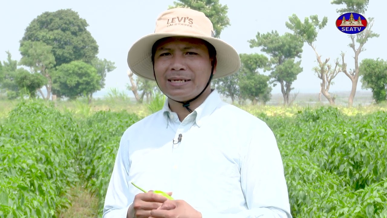 កសិកម្ម និងអភិវឌ្ឍន៍ជនបទ| ដំណាំម្ទេសផ្លោក [EPS57] 130523​