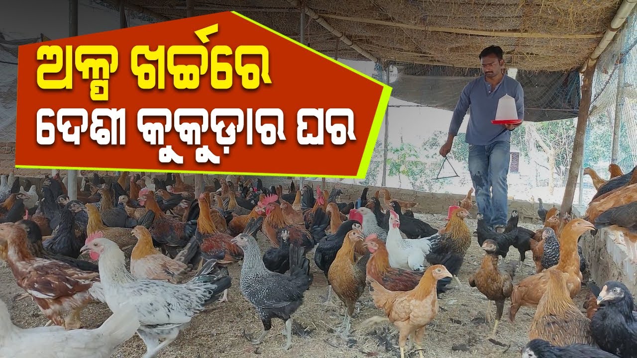 ଅଳ୍ପ ଖର୍ଚ୍ଚରେ ଦେଶୀ କୁକୁଡ଼ାର ଘର || Low investment shade for Backyard poultry farming in Odisha.