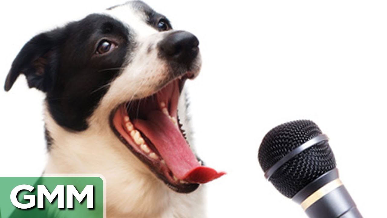 6 Animals Who Can Speak Human