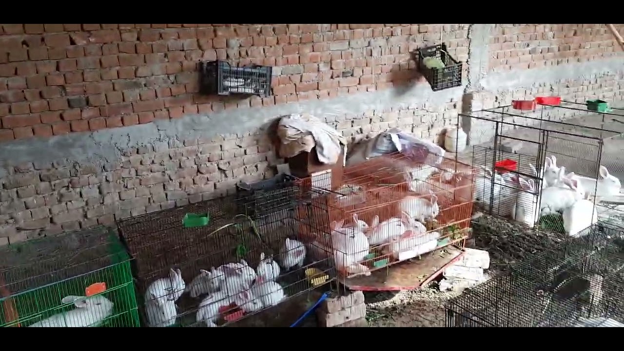 New Zealand White Rabbit Farm | Best Price Rabbit In Pakistan | Hot Rabbit