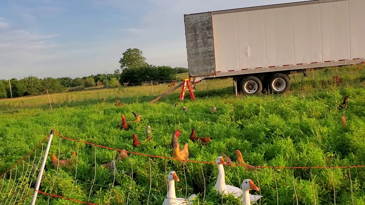 Chickens on Fresh Forage