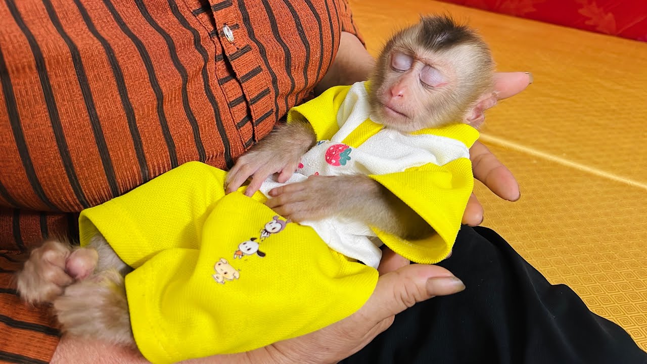 Baby monkey Tina was very sad when her mother had to go away.