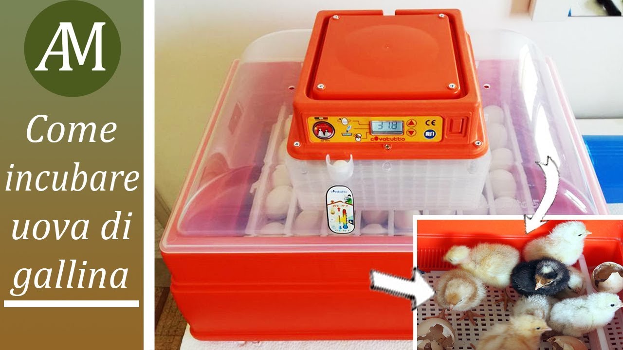 Pollaio - Incubare uova di gallina con l'incubatrice Covatutto 54 Digitale Automatica di Novital
